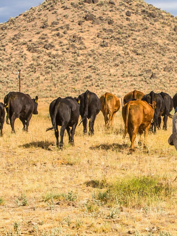 Herding Cattle