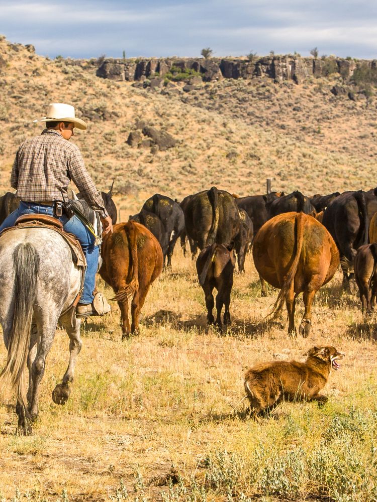 Herding Cattle