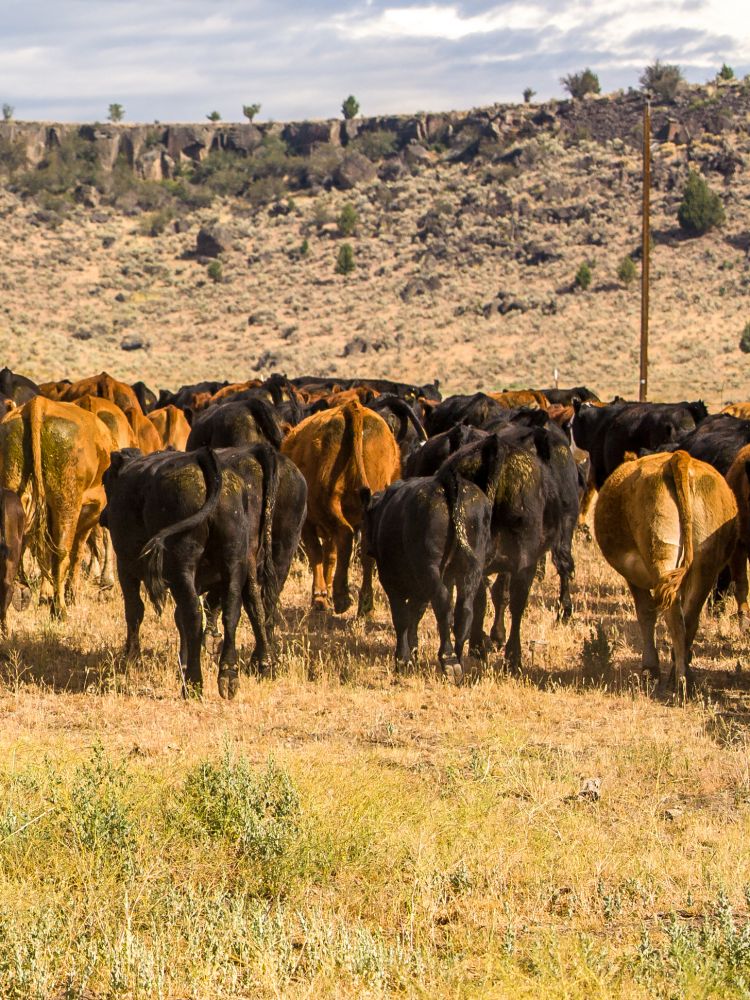 Herding Cattle